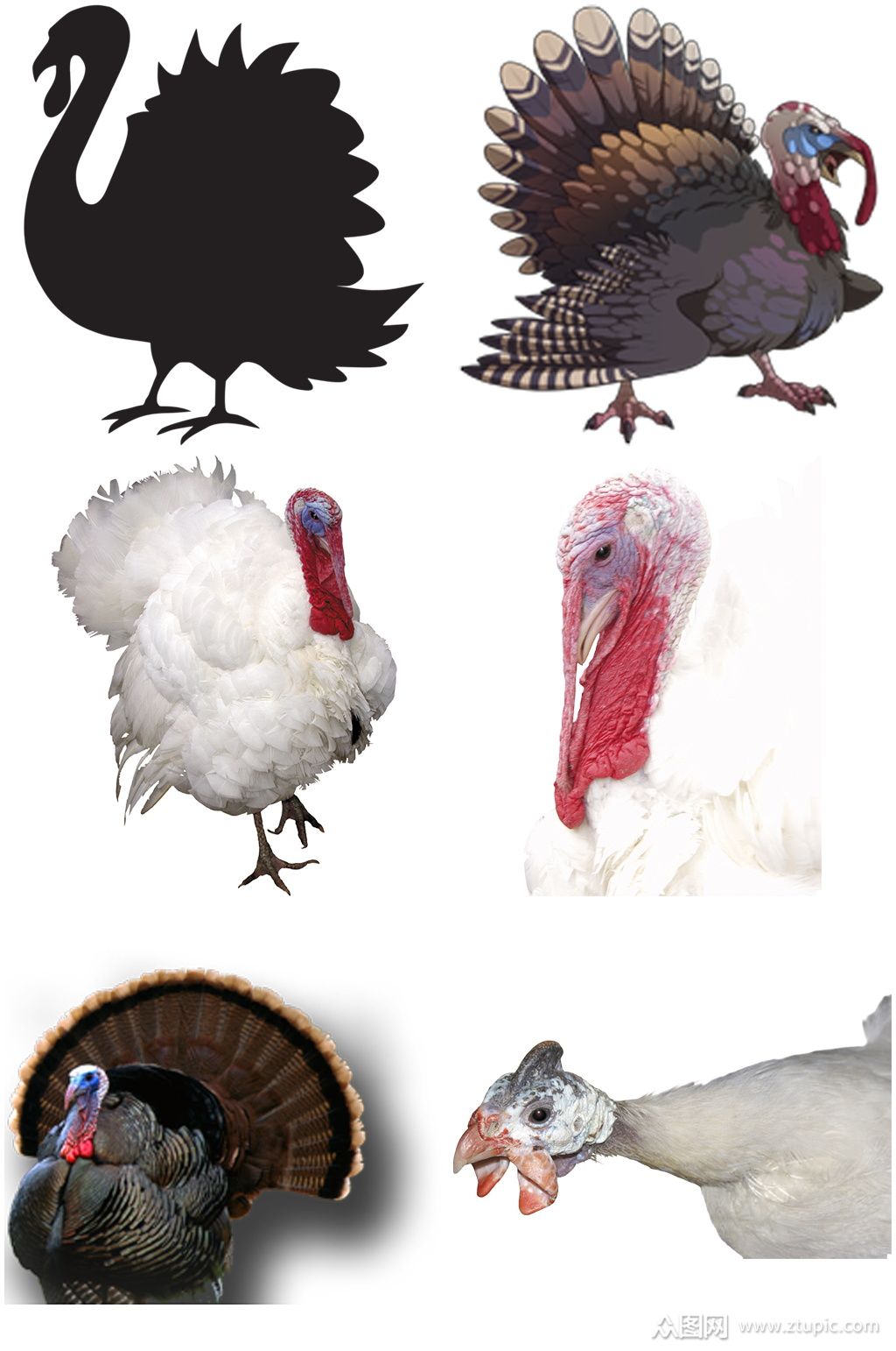 彩色精美动物火鸡创意设计元素素材