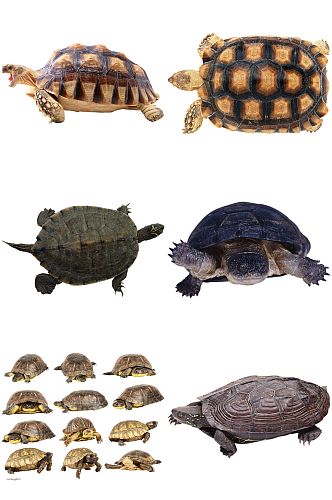 多款乌龟海龟免扣素材设计