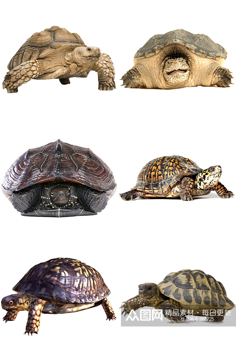 动物乌龟海龟老鳖创意设计元素素材素材