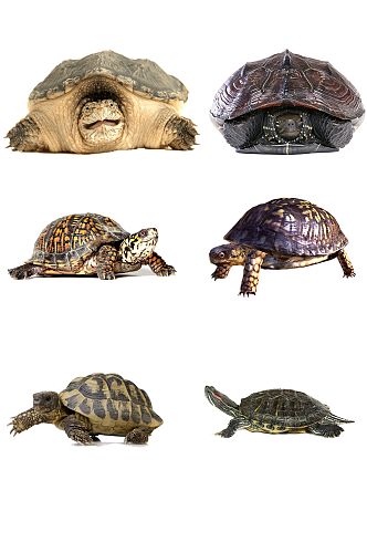 乌龟海龟创意设计元素素材