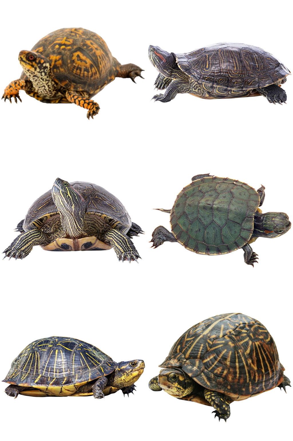 彩色精美动物乌龟创意设计元素素材