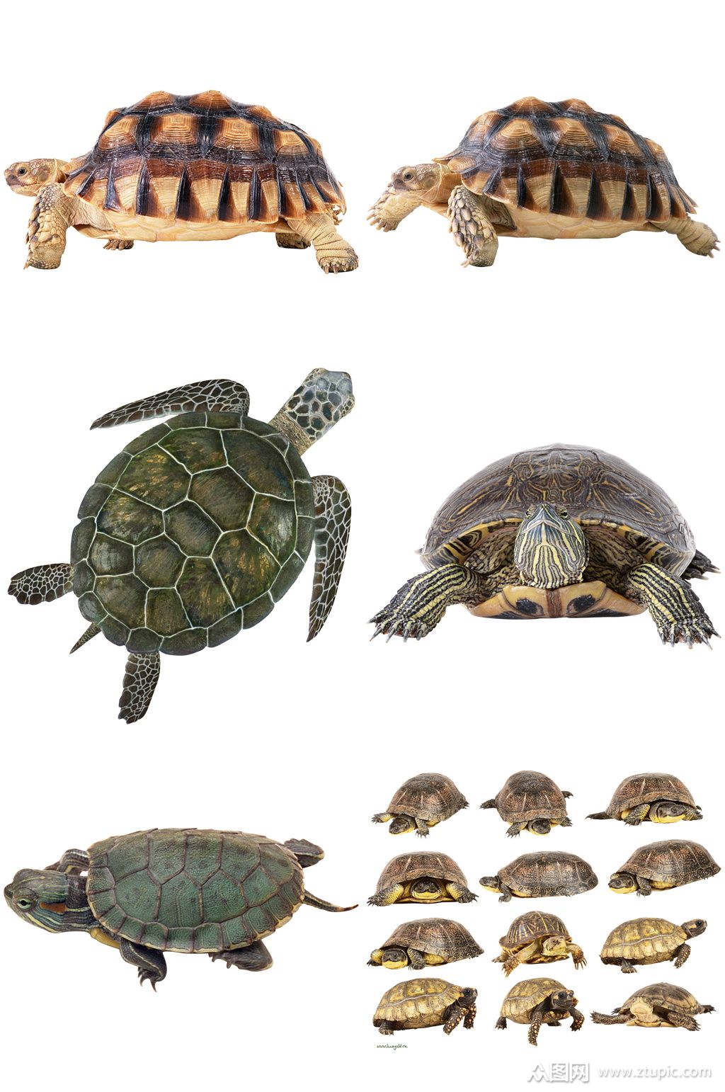 彩色精美动物乌龟创意设计元素素材