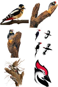 啄木鸟创意设计元素素材