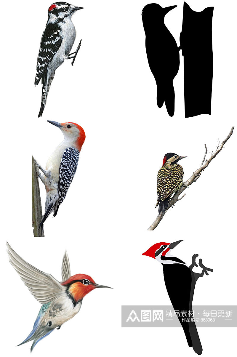 精美彩色时尚啄木鸟创意设计元素素材素材
