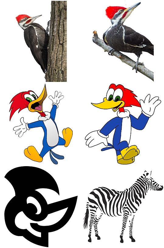 精美彩色时尚啄木鸟创意设计元素素材