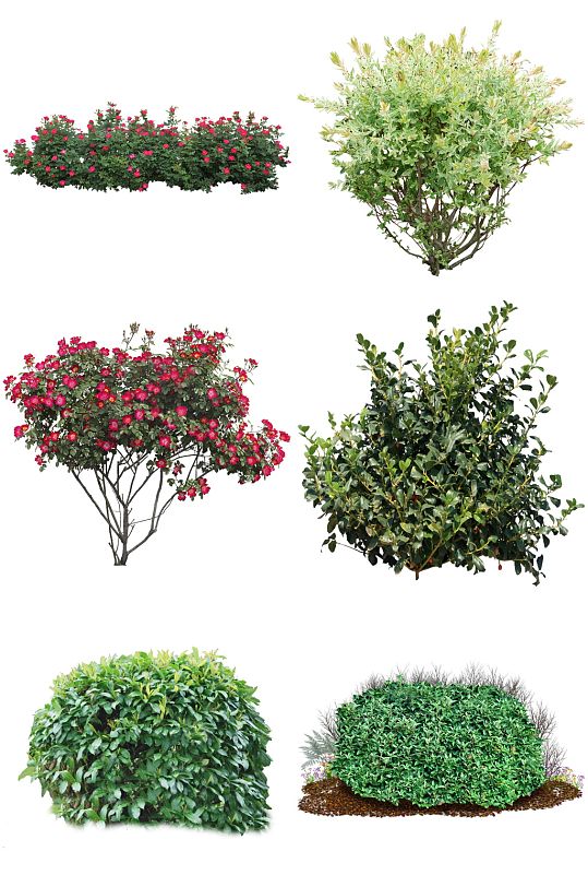 精美花卉灌木创意设计素材-众图网