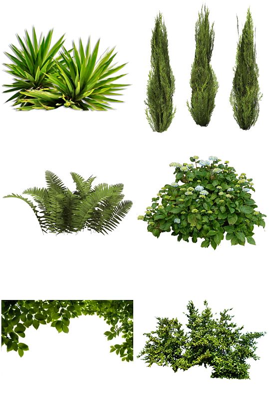 灌木元素-灌木元素图片-灌木元素素材下载-众图网