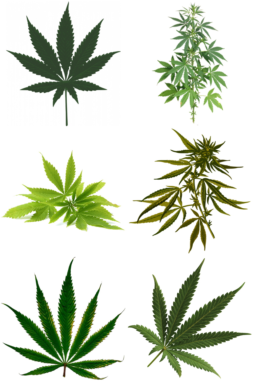 大麻创意设计素材素材