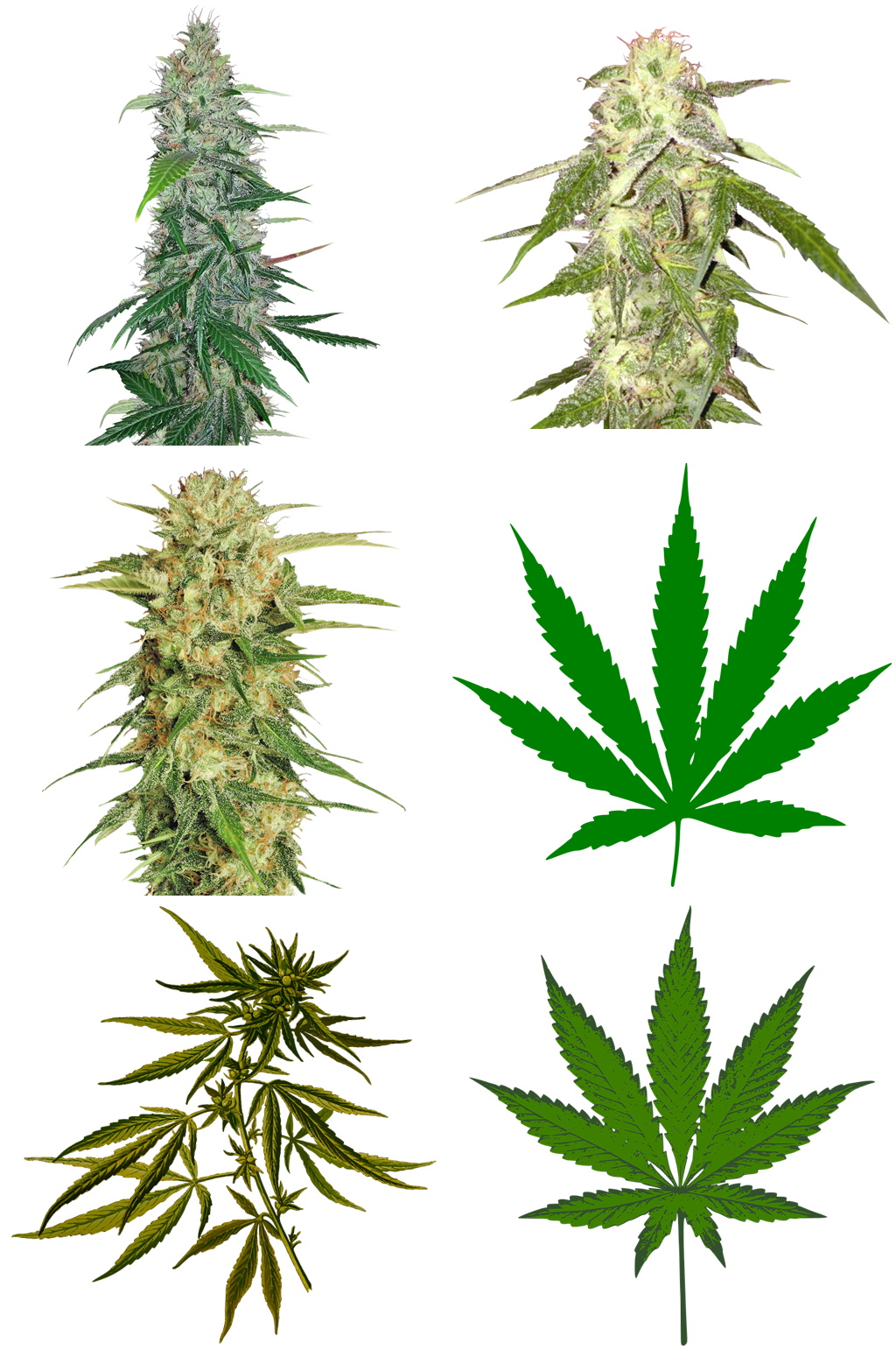 精美大麻创意设计素材免扣素材
