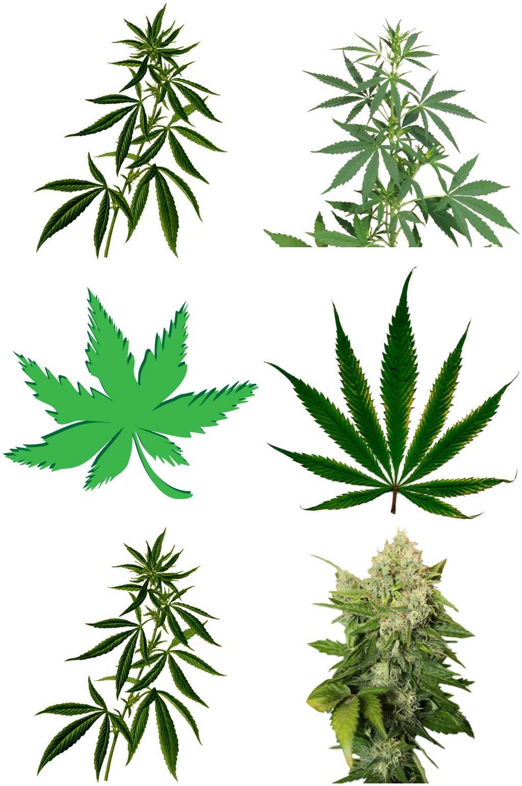 大麻创意设计元素免扣素材