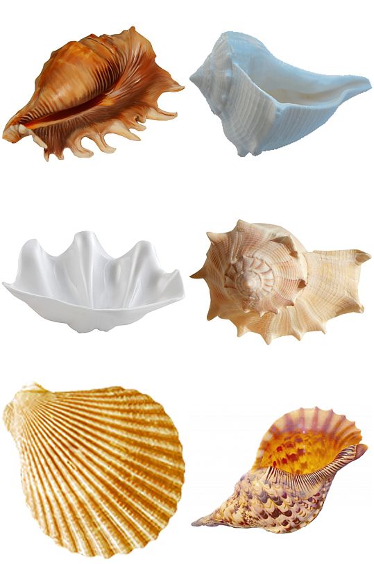 精美贝壳创意设计元素免扣