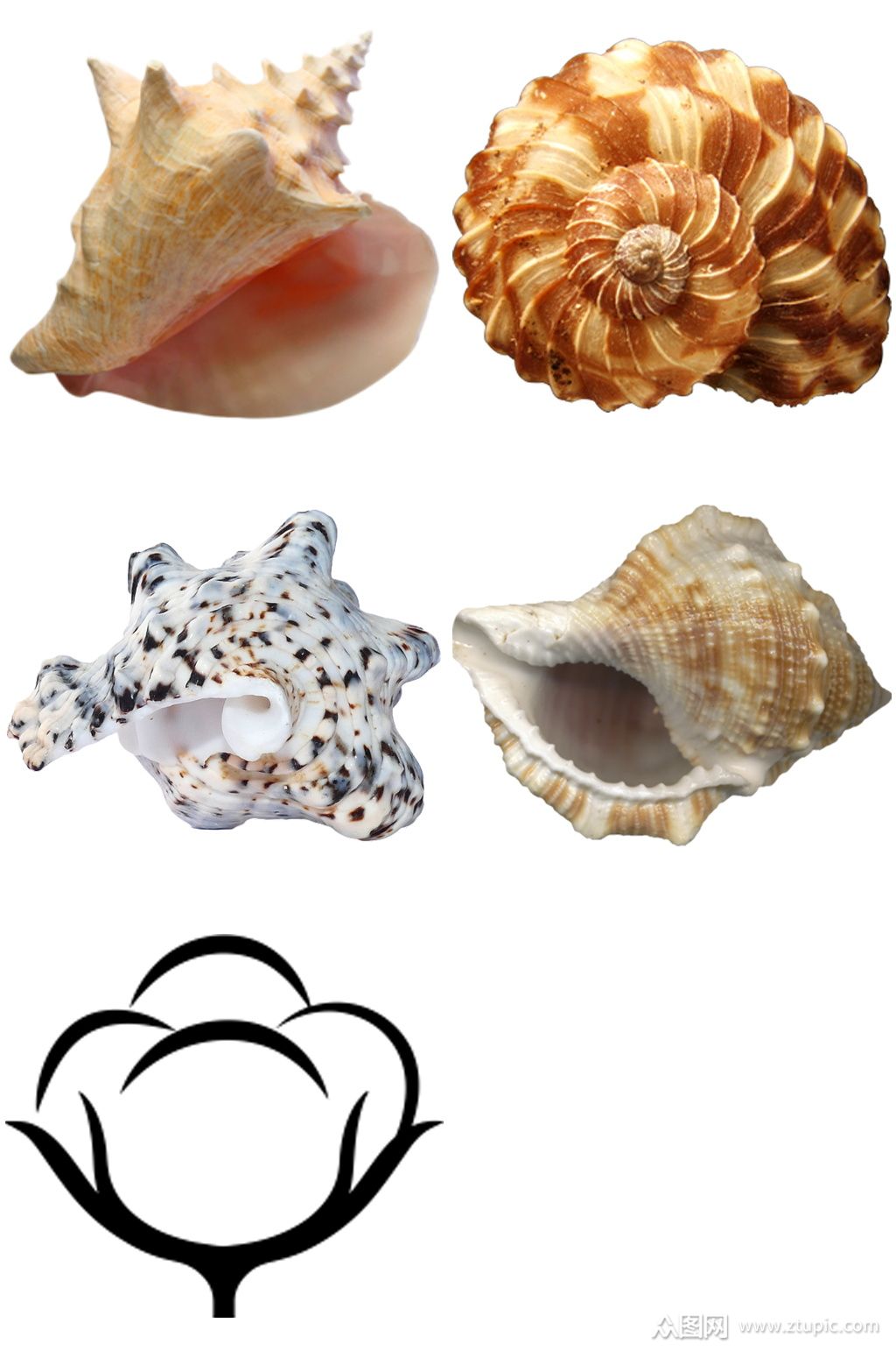 贝壳创意设计元素