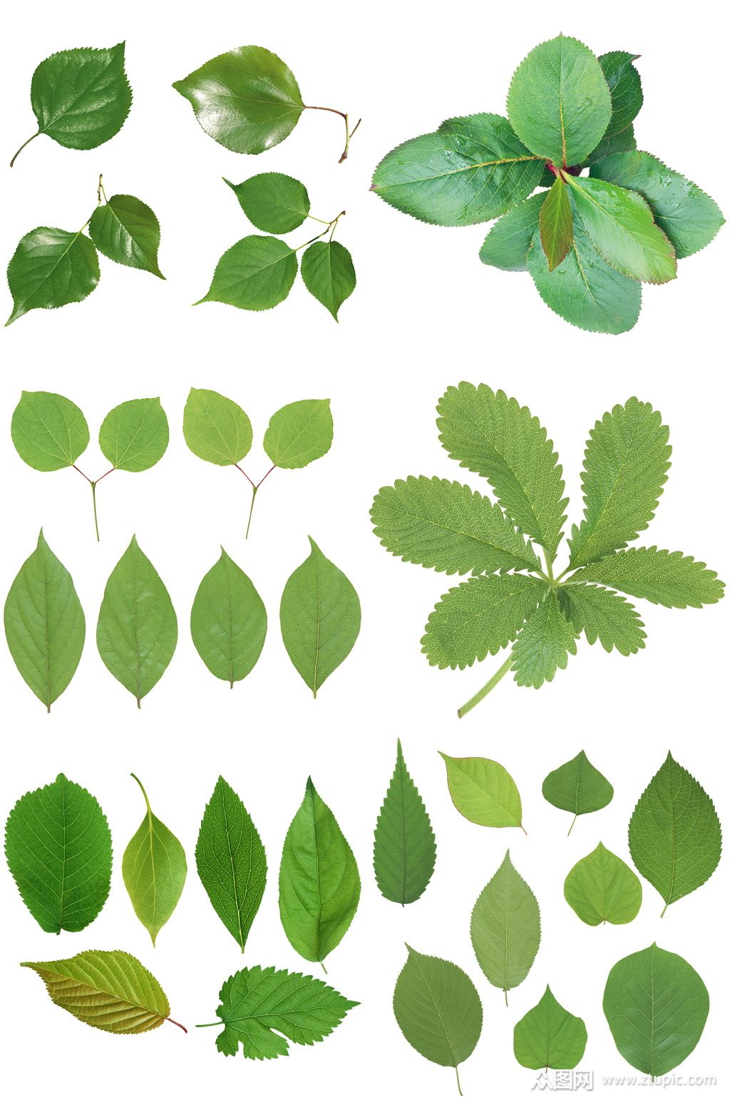 精美树叶创意设计素材免扣元素