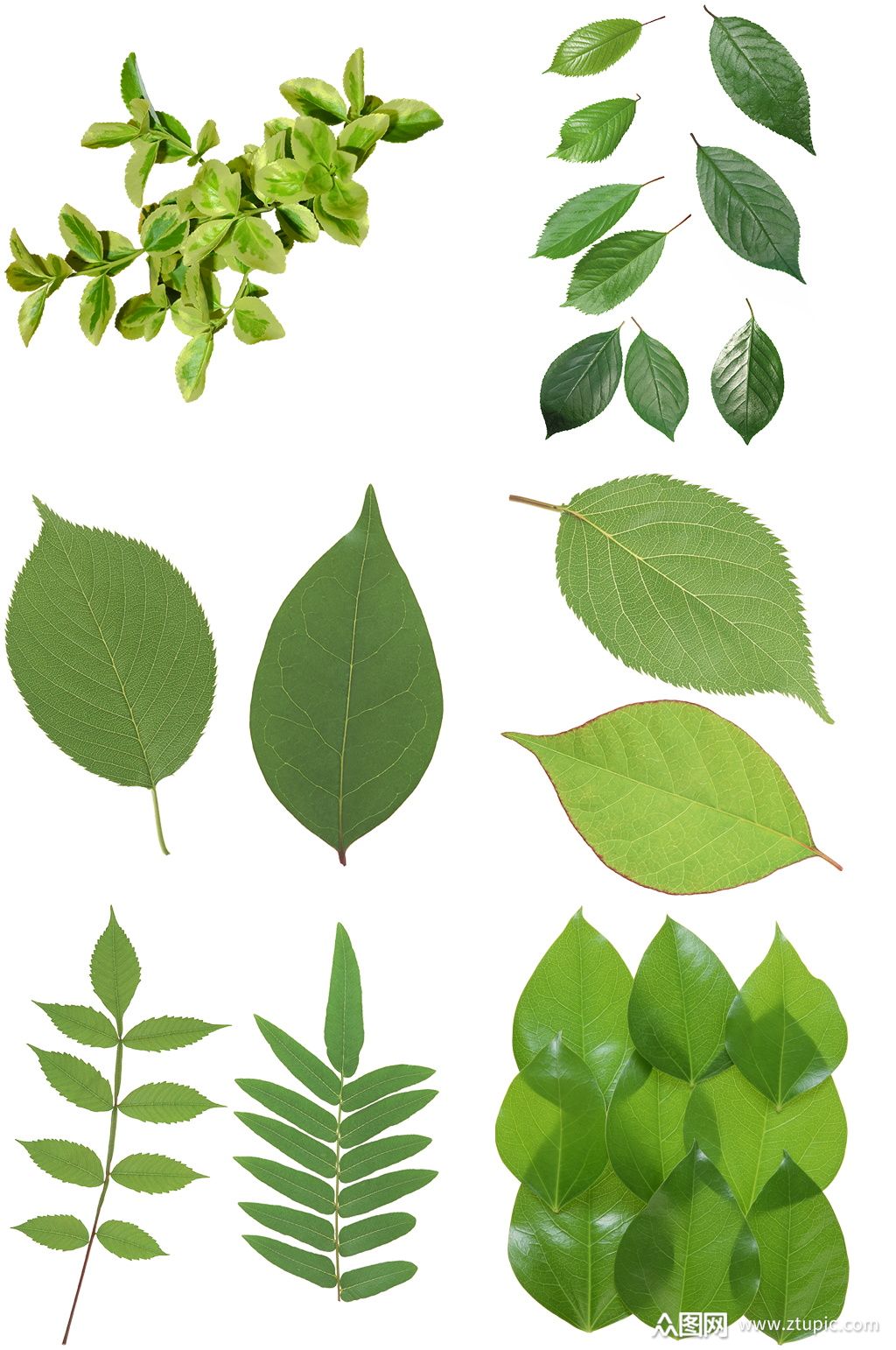 精美树叶创意设计素材免扣元素