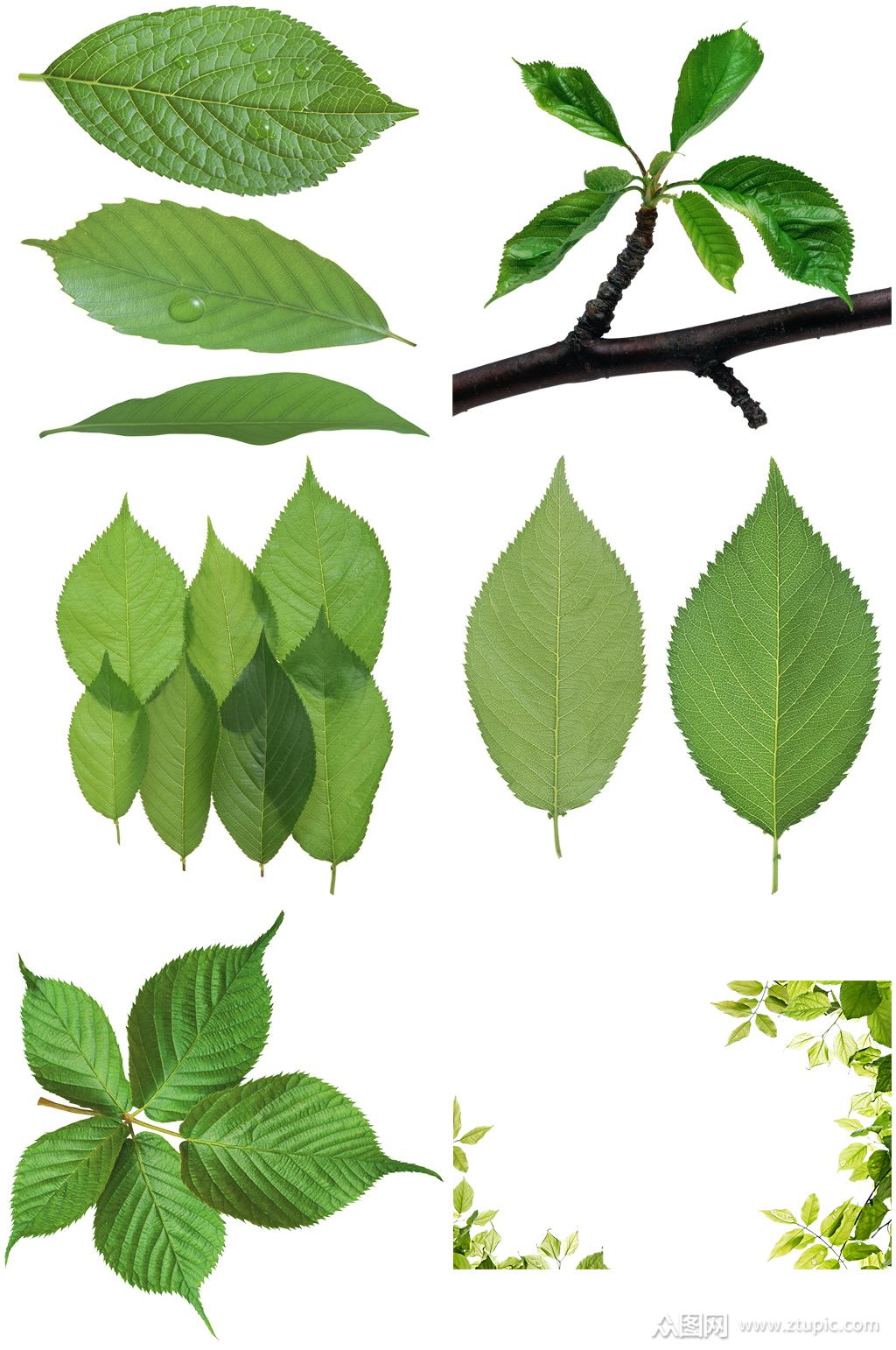 精美树叶创意设计素材免扣元素