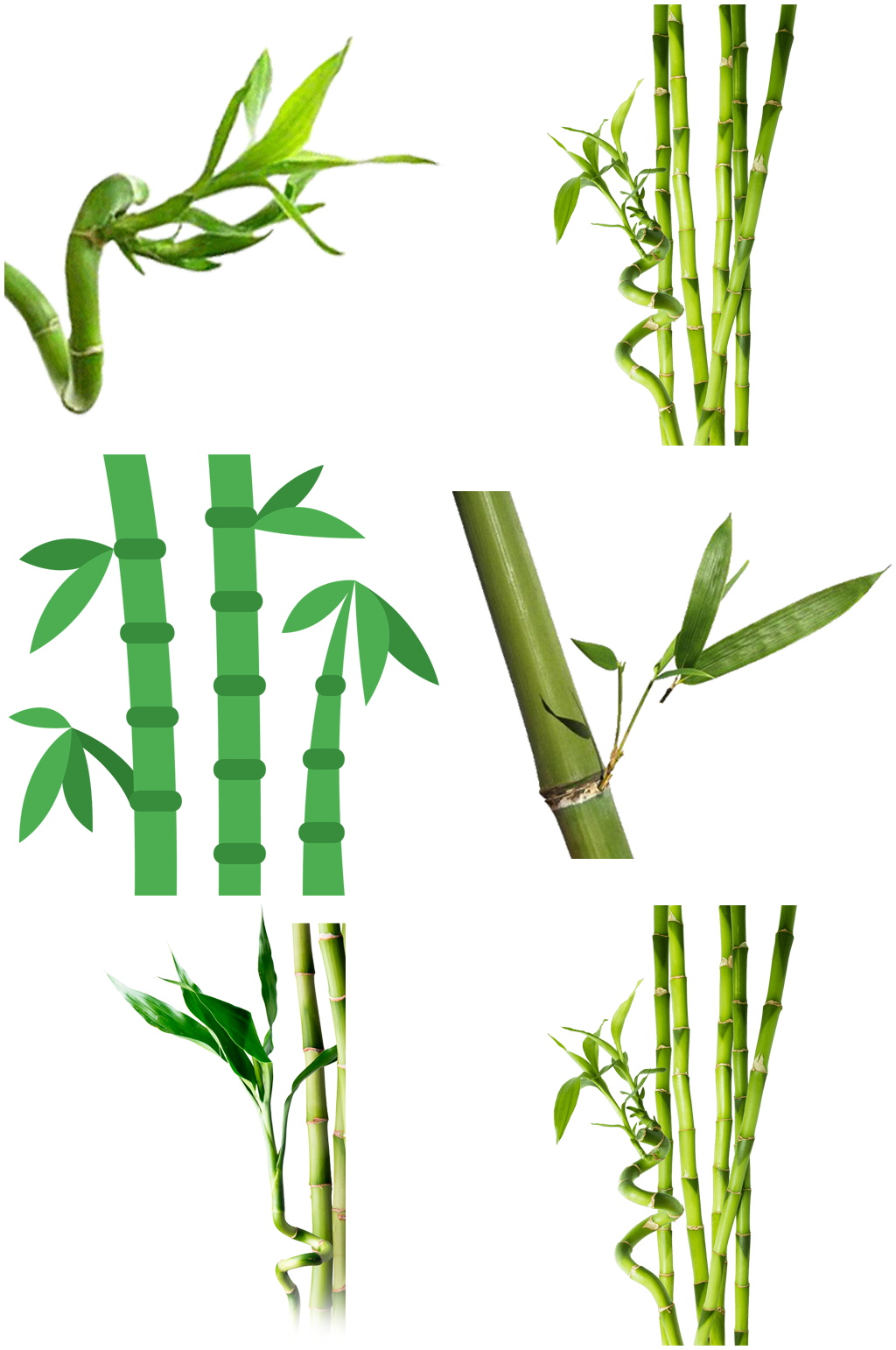 以竹子为主题的设计图片