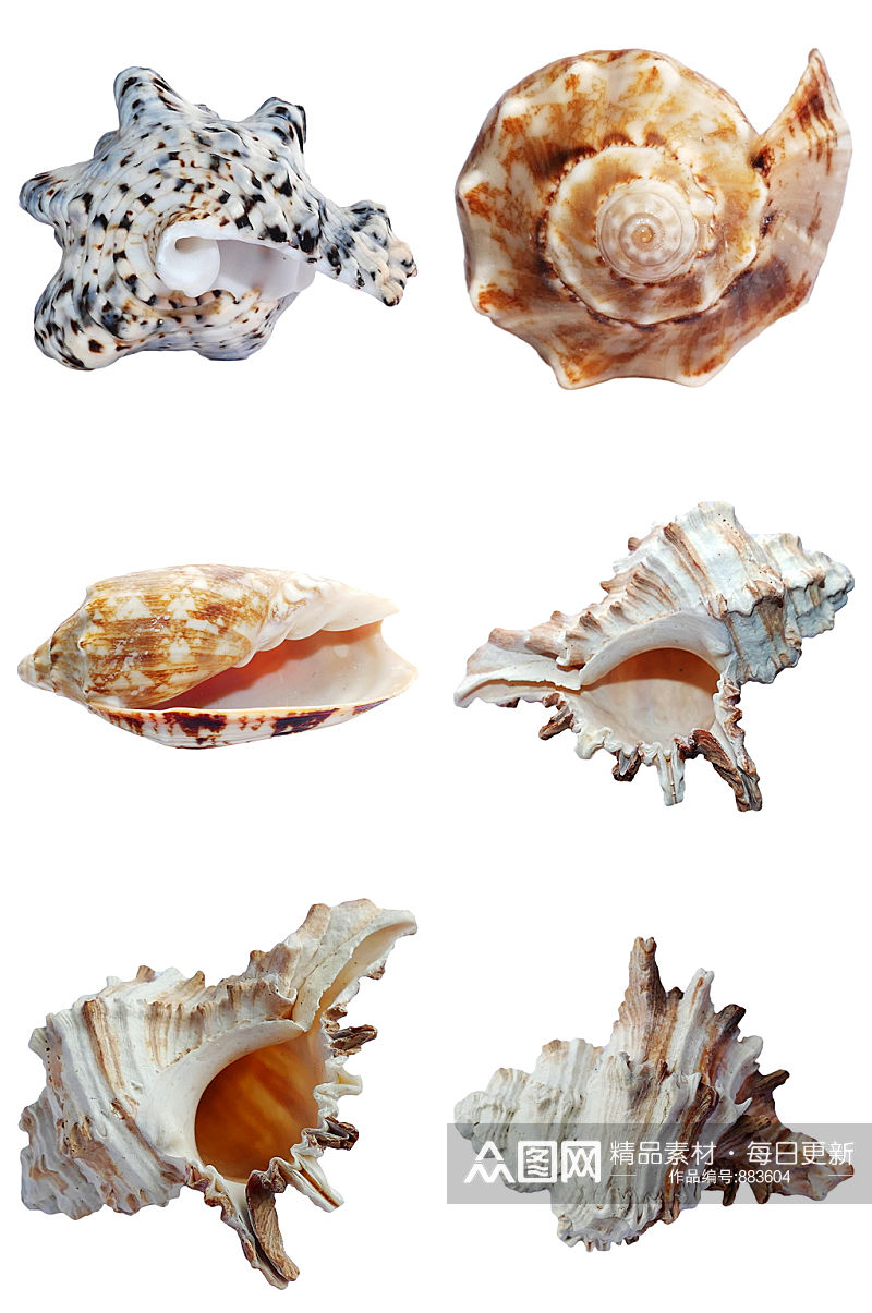 野生海底海螺免抠素材设计素材