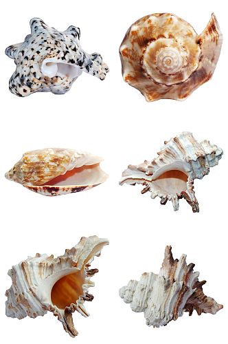 野生海底海螺免抠素材设计