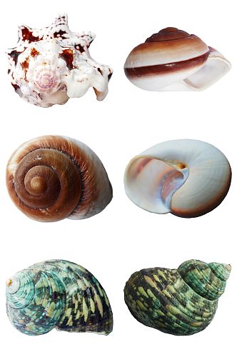 精品海地生物海螺免抠素材设计