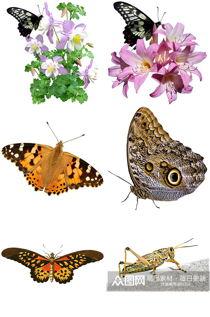 昆虫彩色蝴蝶设计素材素材