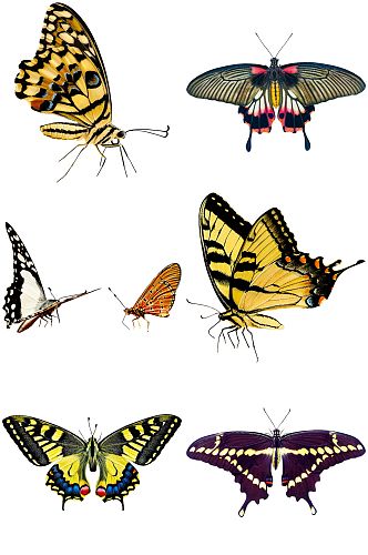 时尚昆虫设计蝴蝶集美