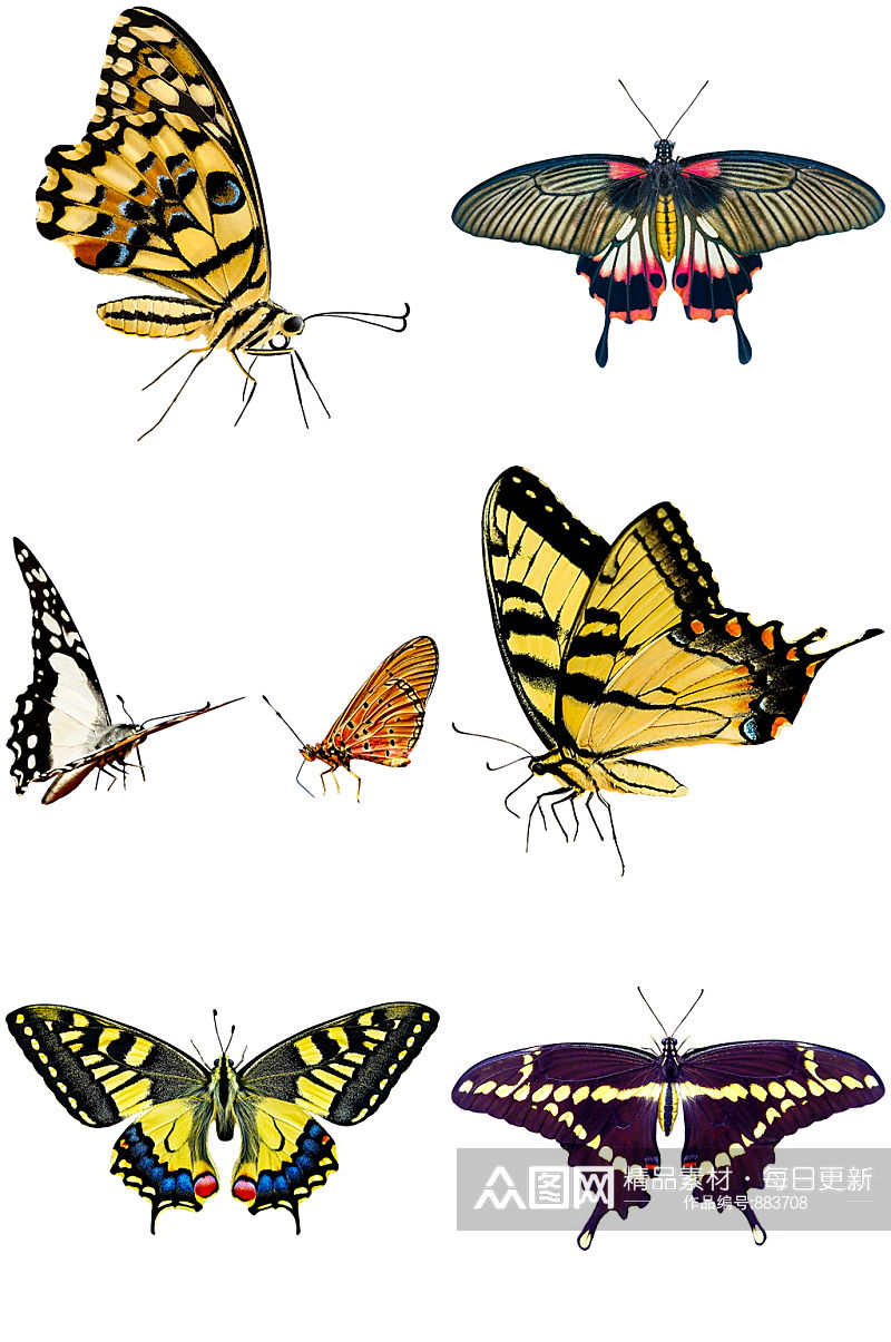时尚昆虫设计蝴蝶集美素材