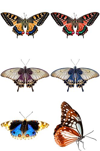 彩色时尚蝴蝶设计素材