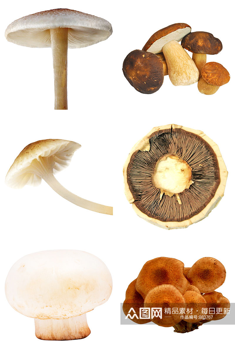 精品蘑菇免抠素材设计素材