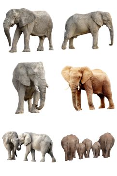 精品大象免抠素材设计
