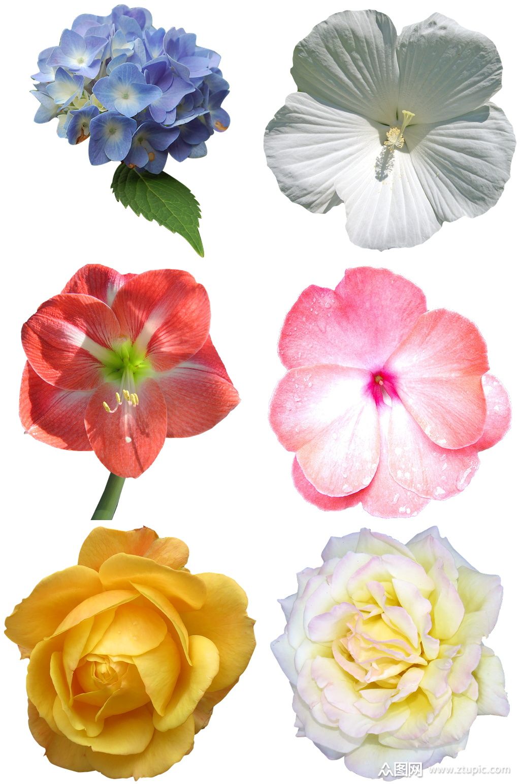 鲜艳鲜花设计素材