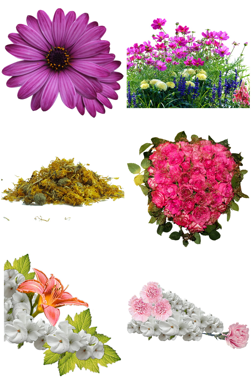 色彩斑斓鲜花绿植芬芳素材