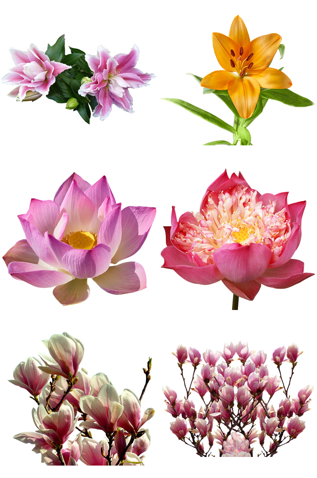 时尚素材花卉设计矢量素材