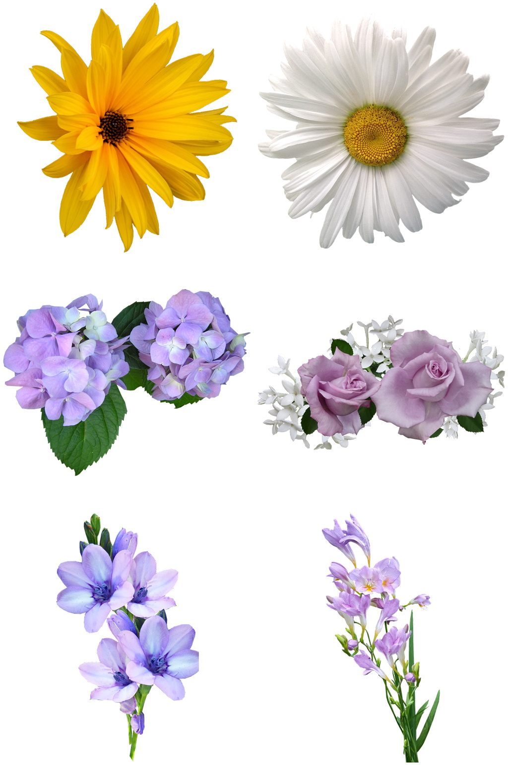 时尚典雅花卉素材素材