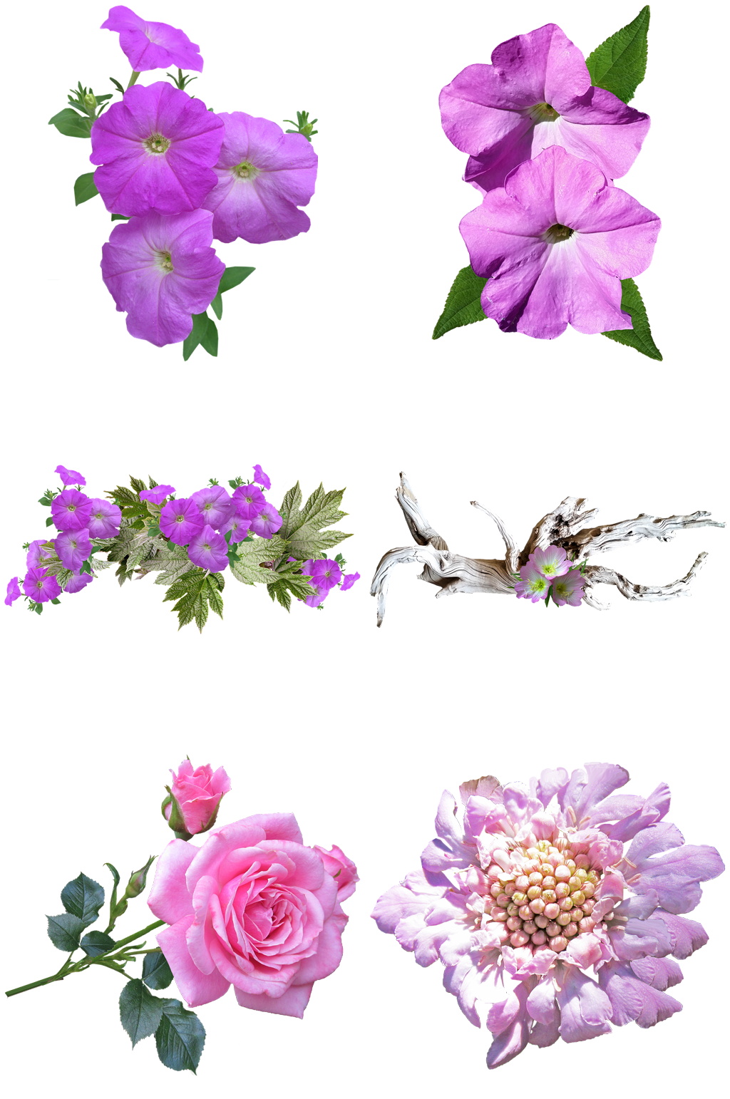 时尚花卉素材设计素材