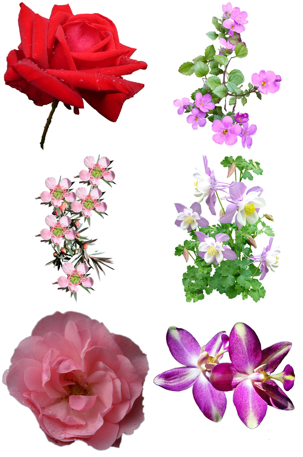 彩色花卉花瓣设计素材素材