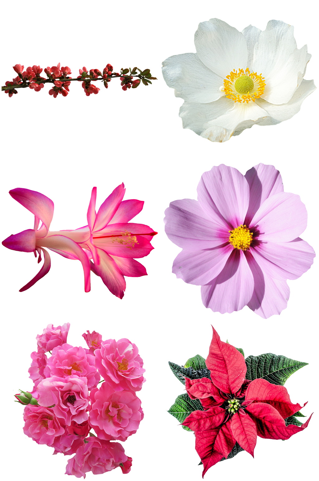 精美花卉设计素材素材