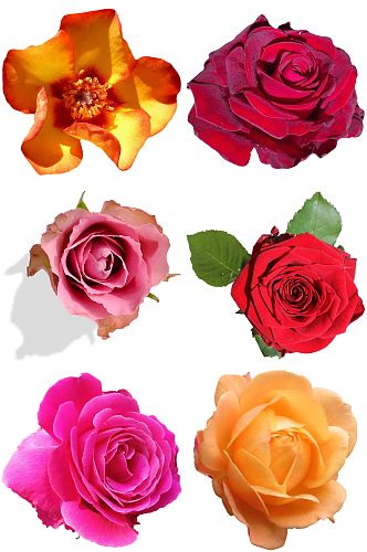 鲜艳玫瑰设计素材