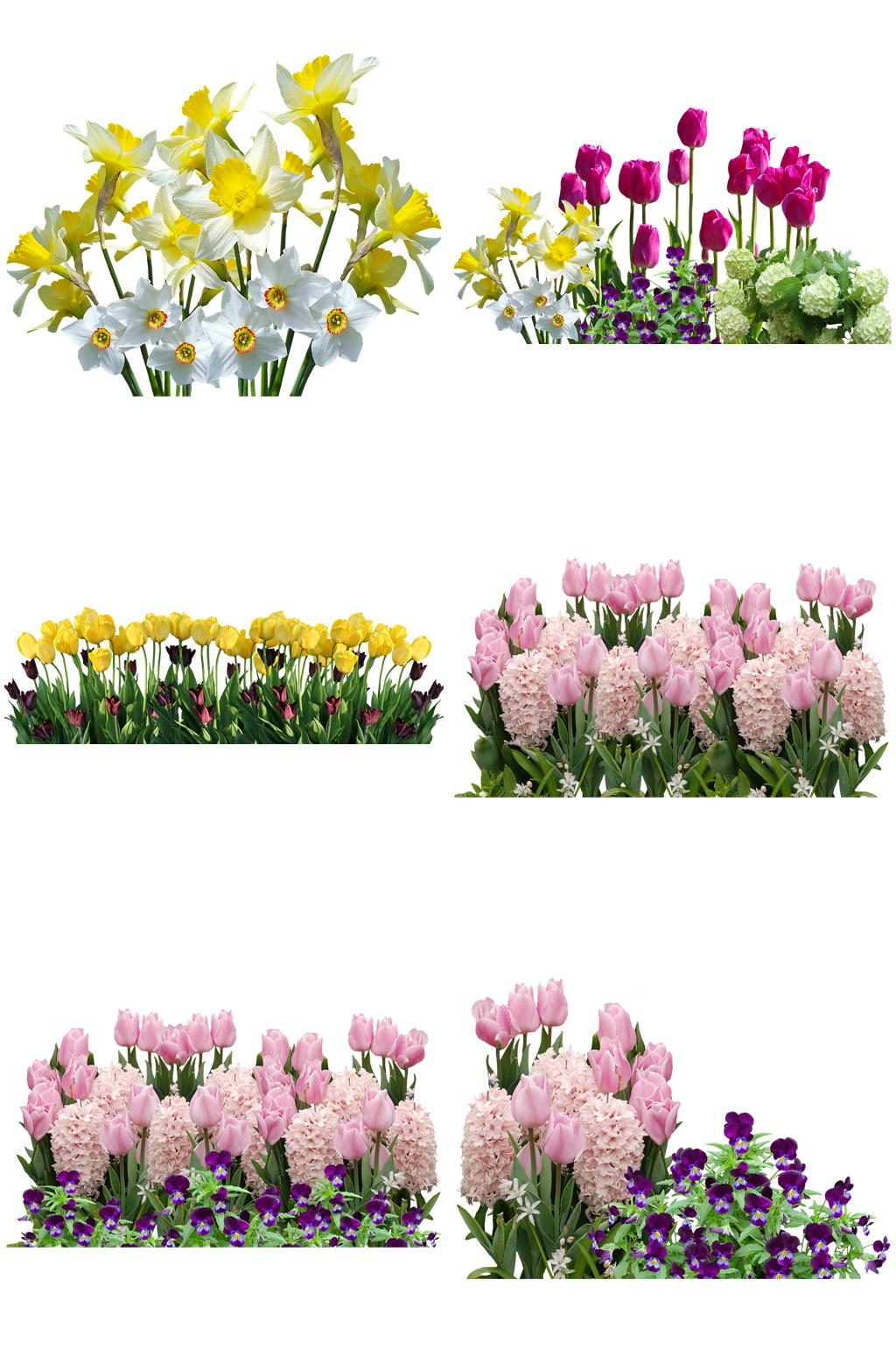 花蕊色彩斑斓鲜花绿植芬芳素材