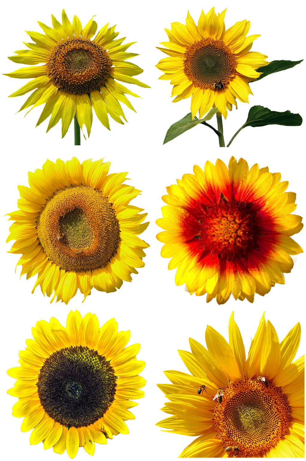 色彩斑斓鲜花绿植芬芳素材