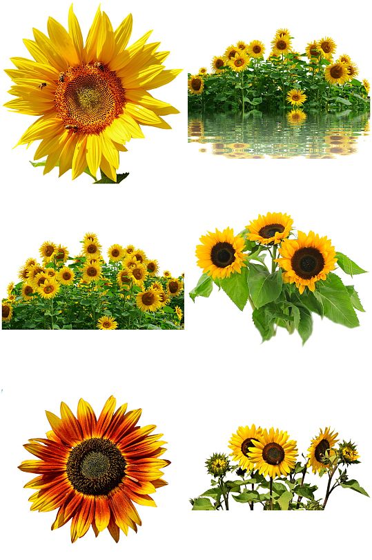 新鲜太阳花设计素材