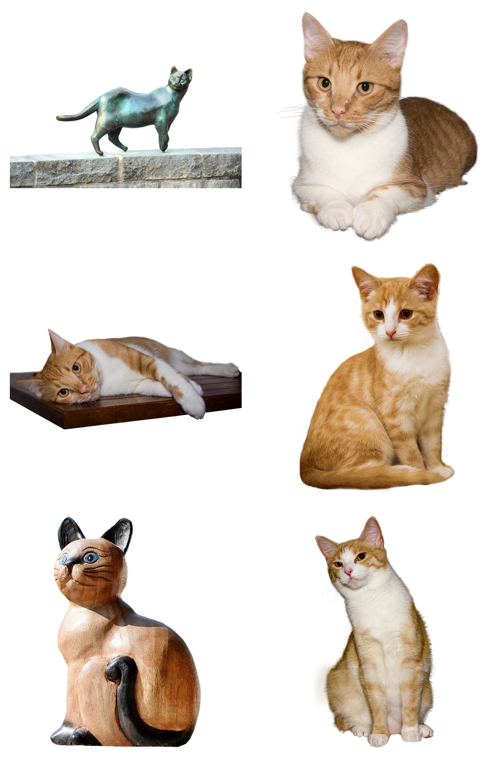 精品萌宠猫咪免抠素材设计素材