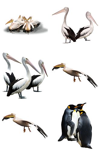 大嘴鸟和企鹅免抠素材设计