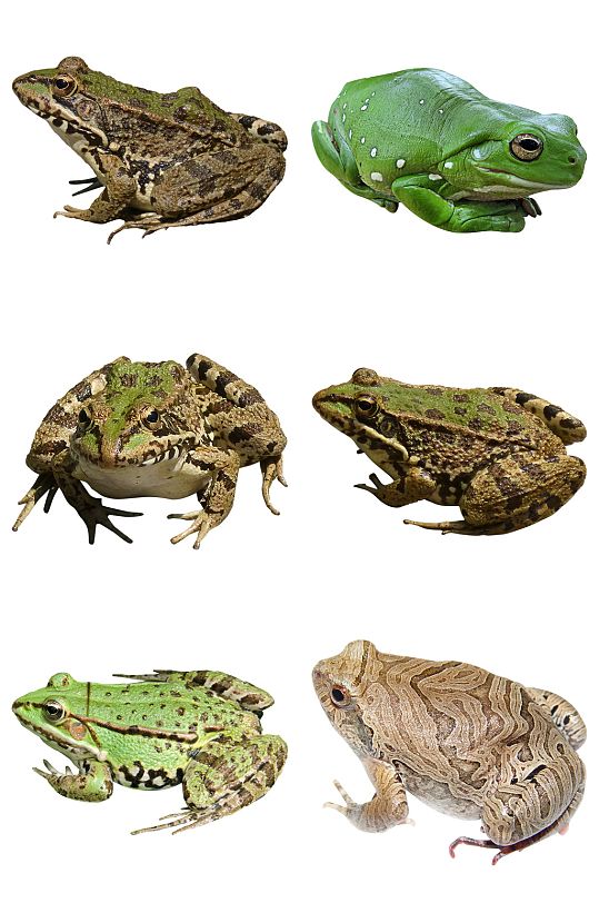 蛤蟆青蛙免抠素材设计