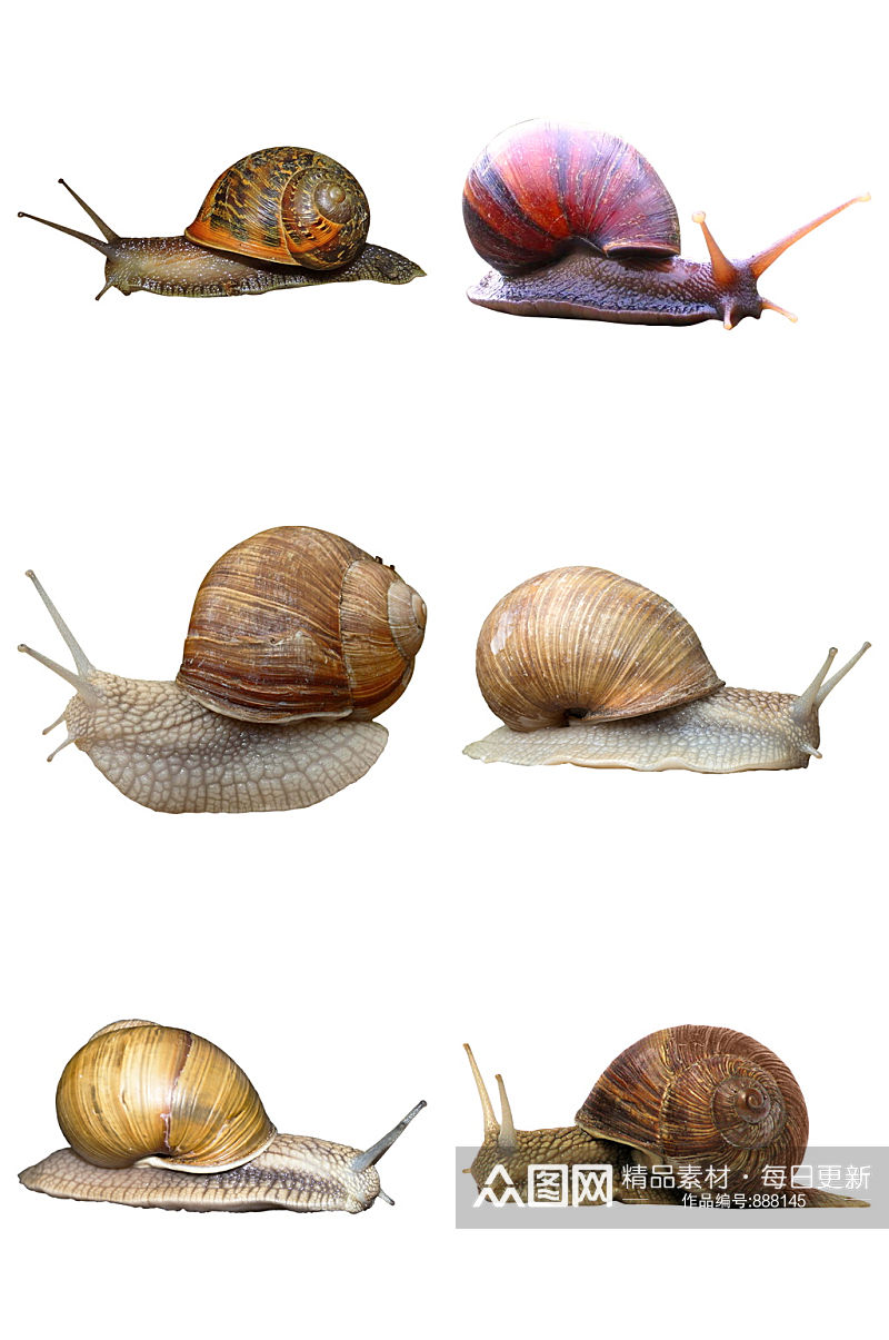 精品蜗牛免抠素材设计素材