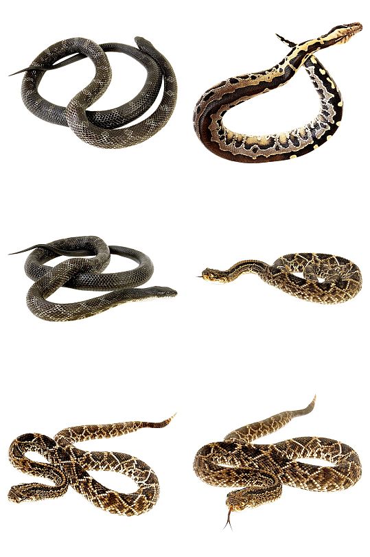 精品蛇免抠素材设计