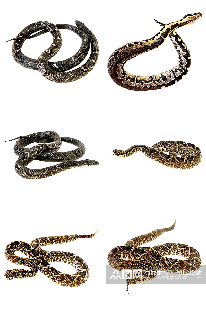 精品蛇免抠素材设计素材