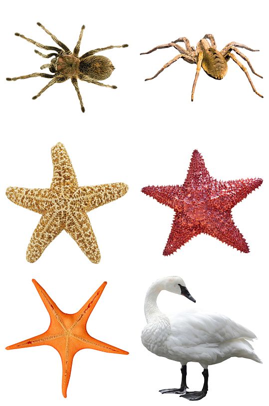 精品海星蜘蛛免抠素材设计-众图网