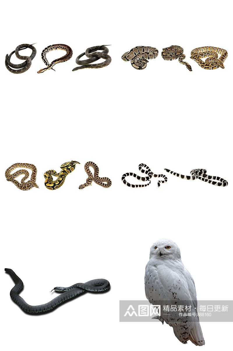 精品青蛇小鸟免抠素材设计素材