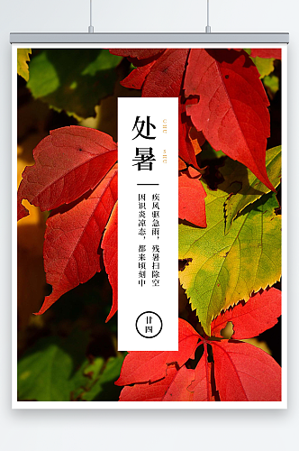 红绿色树叶枫叶处暑节气照片中文海报
