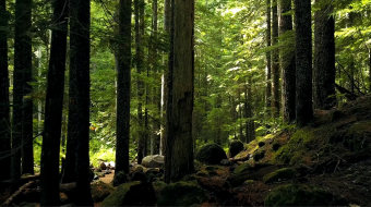 阴暗树林实景拍摄-众图网